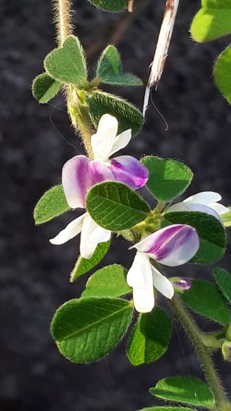 ネコハギ 猫萩 マメ科ハギ属 白に紫模 山野草 のアルバム みんなの趣味の園芸 Id