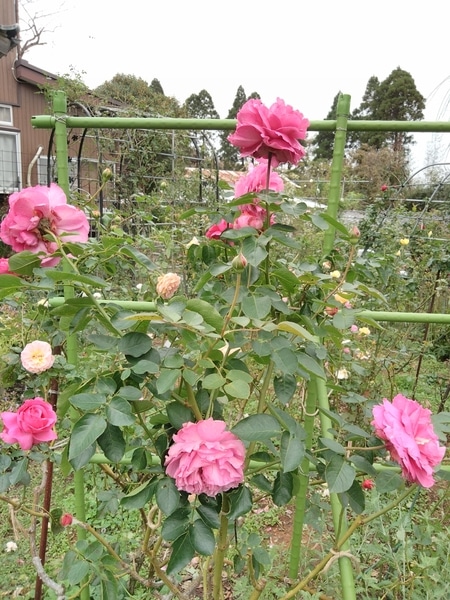 イブピアッチェ 19 秋の薔薇 のアルバム みんなの趣味の園芸 Id 9629