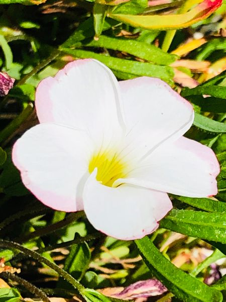 オキザリス バーシカラー めっきり花数 庭に咲く花 Season4 のアルバム みんなの趣味の園芸 Id