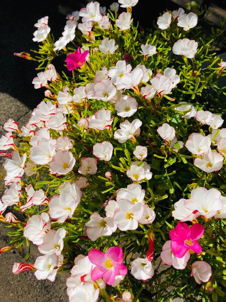 オキザリス バーシカラー Oxalis Ve 庭に咲く花 Season4 のアルバム みんなの趣味の園芸 Id