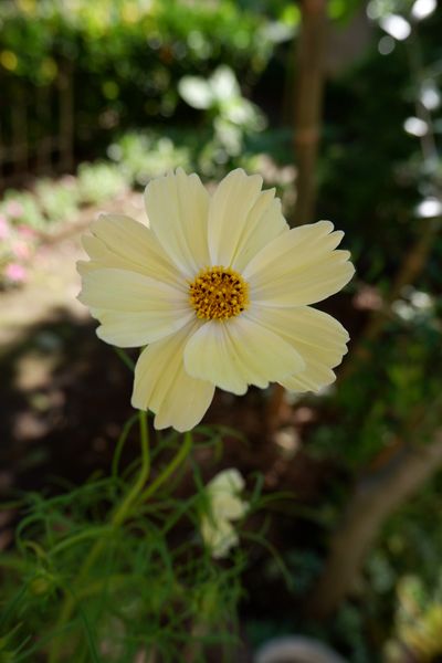 10 24 コスモス キャンパス 庭に咲いた花 のアルバム みんなの趣味の園芸 Id