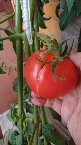 土曜日に収穫になったトマト 実がな ベランダ菜園 のアルバム みんなの趣味の園芸 Id