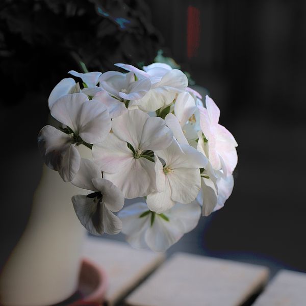 鉢植えの白いゼラニウム がまだ咲いてい 光の中で 冬 19 22 のアルバム みんなの趣味の園芸