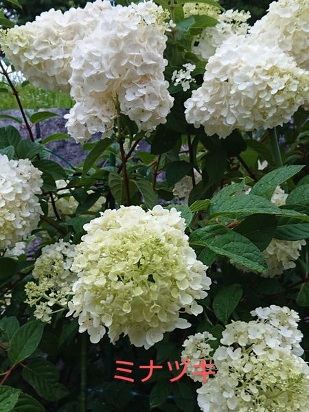 ミナヅキです 水無月 近所の公園の 花あそび 近所の公園とお散歩コースの花 のアルバム みんなの趣味の園芸