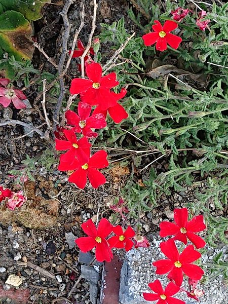 サンブリテニア スカーレットです 花あそび 近所の公園とお散歩コースの花 のアルバム みんなの趣味の園芸 Id
