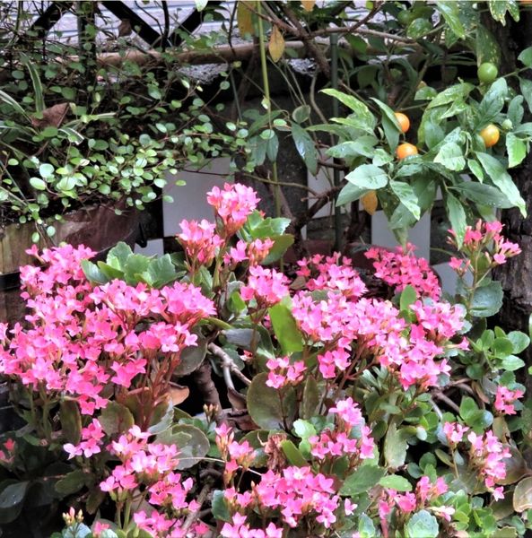 小さな花が咲き開いた赤いカランコエの No 2 我家の多肉植物たち のアルバム みんなの趣味の園芸