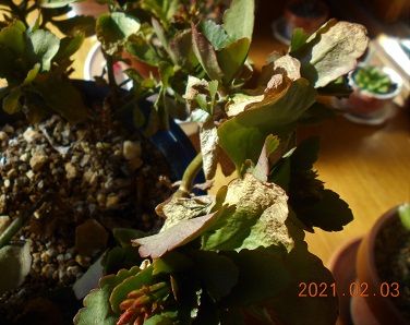 カランコエ 多肉植物 の写真 みんなの趣味の園芸 Id