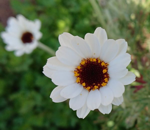 白い花びらに茶色の花芯可愛いなあ バラと宿根草 ハーブの庭造りno２ のアルバム みんなの趣味の園芸