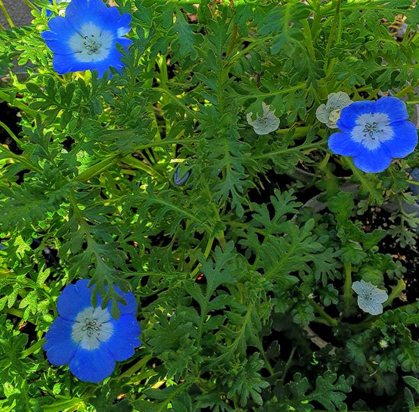 ネモフィラ メンジェシー 青 とスノー てんこの花つくり 藤沢の庭 冬 のアルバム みんなの趣味の園芸