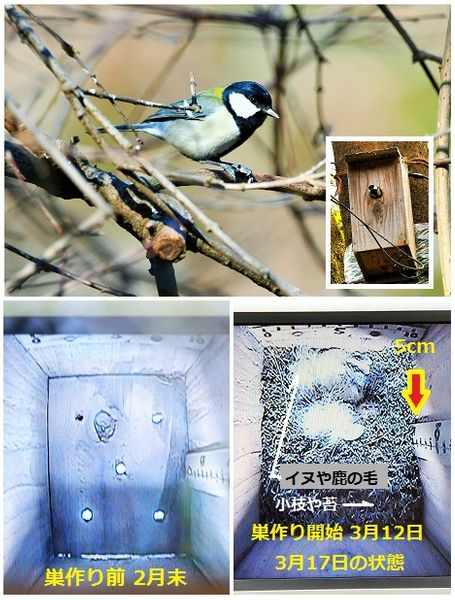 今年もエノキの巣箱にシジュウカラが巣 裏山近郊で出会った鳥たち のアルバム みんなの趣味の園芸