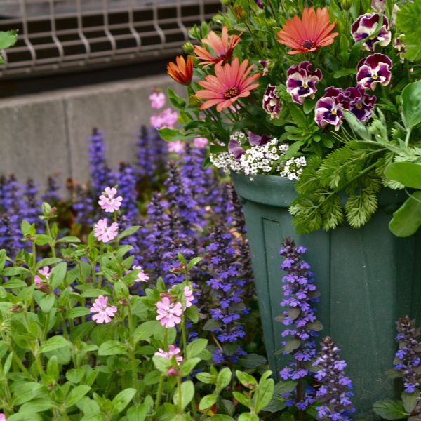 ４月１７日 アジュガ 花壇の隙間を埋 年 我が家のお花たち のアルバム みんなの趣味の園芸 Id
