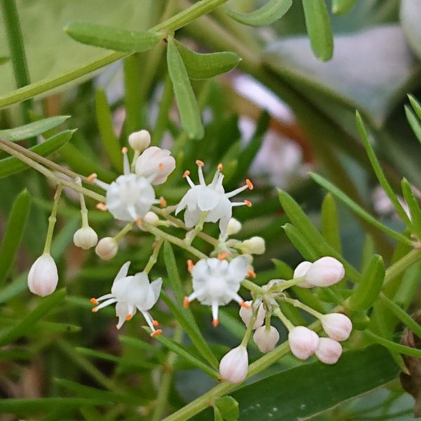 アスパラガス 観葉植物 の写真 みんなの趣味の園芸 Id