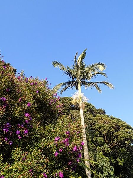 ヤシの木の花 島南部の花々 のアルバム みんなの趣味の園芸 Id 99