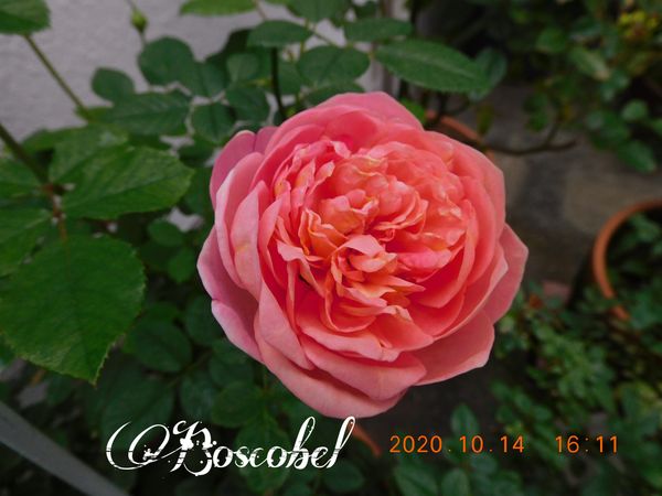 ボスコベル 同じくイングリッシュローズ 年 令和二年 我が家の薔薇 のアルバム みんなの趣味の園芸 Id
