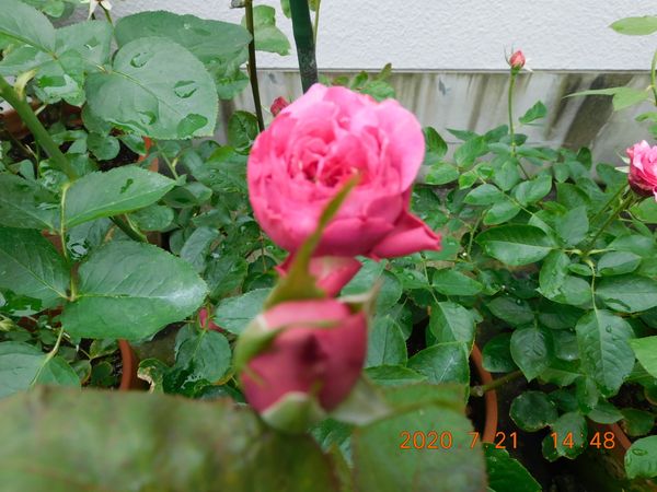 イブピアッチェ 年 令和二年 我が家の薔薇 のアルバム みんなの趣味の園芸