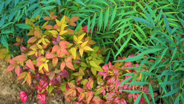 11月 オタフクナンテンとマホニアコン 庭の草花 のアルバム みんなの趣味の園芸