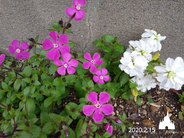 花壇のシレネ ピンクパンサー と 白いス 寒いのに元気な花 のアルバム みんなの趣味の園芸