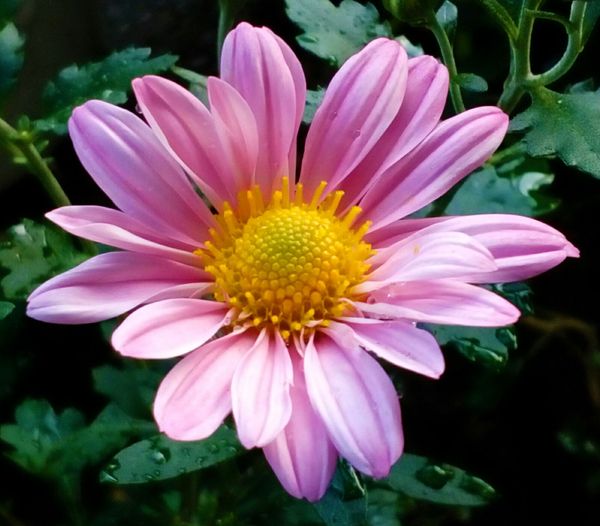 ポットマム 洋菊 の写真 みんなの趣味の園芸