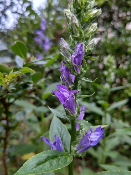ロベリア ブルーセレクション が咲き 小さな庭の四季 年1月 のアルバム みんなの趣味の園芸