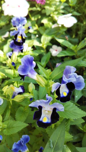 水色と紺色のトレニア お気に入りです 庭の花 のアルバム みんなの趣味の園芸 Id