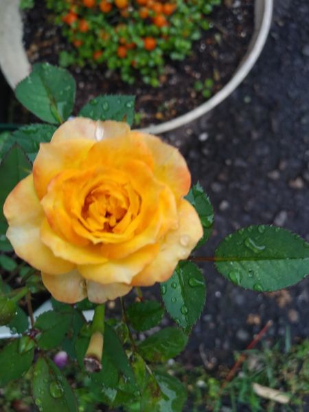 小さな黄色のミニバラです 毎年咲きま バラ のアルバム みんなの趣味の園芸