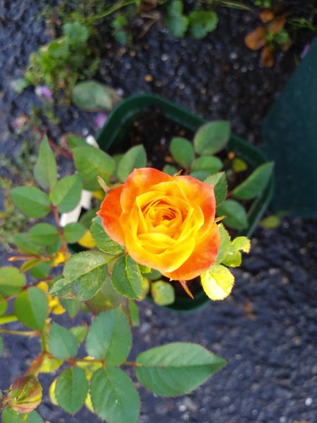 毎年咲くミニバラ黄色が 可愛いオレンジ バラ のアルバム みんなの趣味の園芸