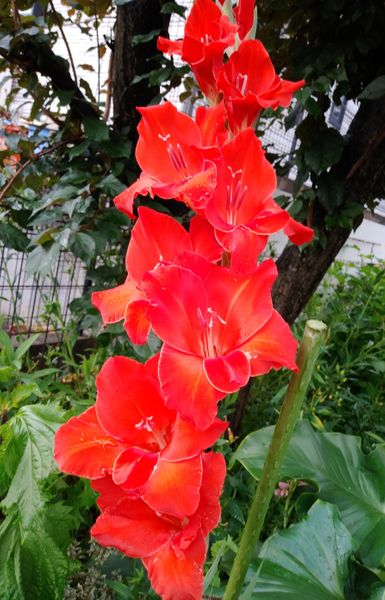 植えっぱなしグラジオラス 昨年花後に 庭の草花 のアルバム みんなの趣味の園芸