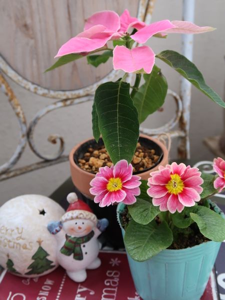 プリムラジュリアン ピンク色の花びらが 年 令和2年 お花 のアルバム みんなの趣味の園芸 Id