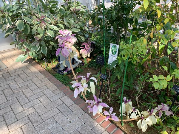 ソランドラ マキシマ ワリモー 2 11 神代植物公園大温室 のアルバム みんなの趣味の園芸