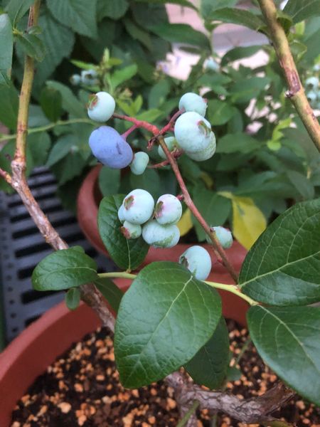 サザンハイブッシュ系ブルーベリー エ 花壇 のアルバム みんなの趣味の園芸