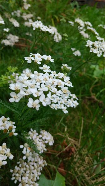 小さな白い花が集まって咲くノコギリソ 庭に咲く花達 のアルバム みんなの趣味の園芸