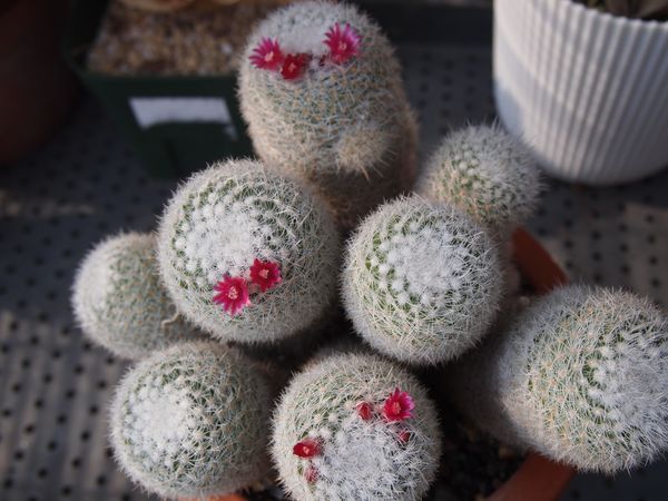 白珠丸 マミラリア属 サボテンの花 のアルバム みんなの趣味の園芸