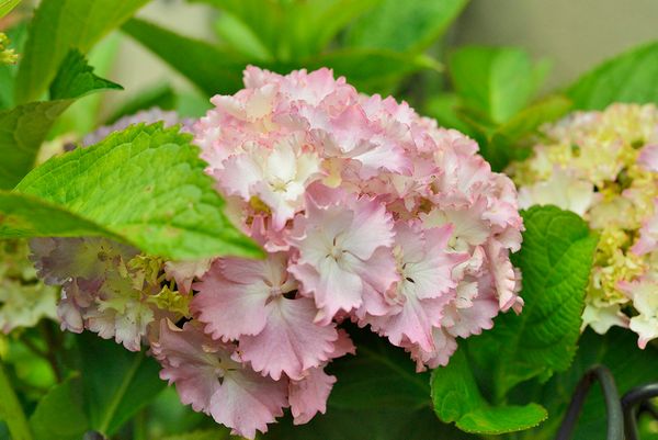 紫陽花 レオン 千葉県のシクラメンと 庭の記憶 のアルバム みんなの趣味の園芸