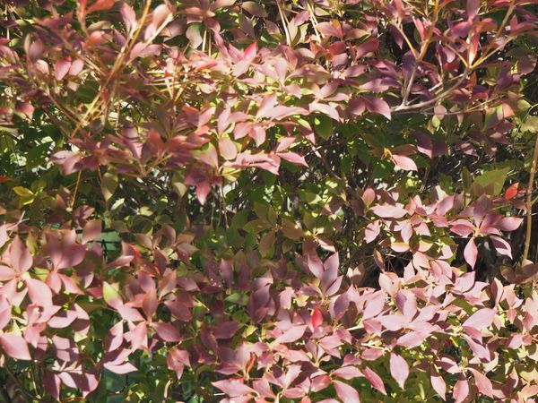 ドウダンツツジ 紅葉にはほど遠い 爺の庭木 のアルバム みんなの趣味の園芸