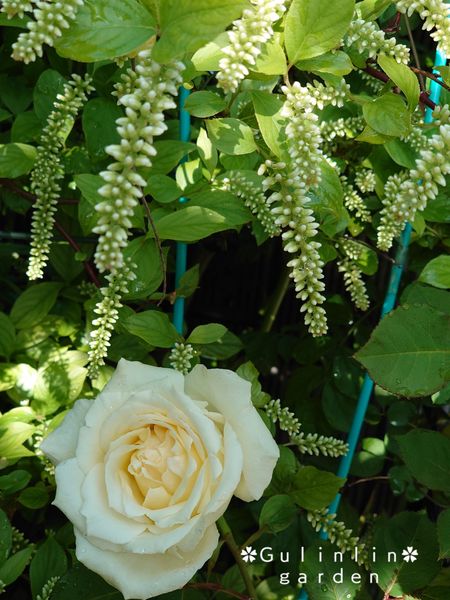 バラと よく合うコバノズイナさん ２０２０年 ぐりんりんのお庭から のアルバム みんなの趣味の園芸 Id