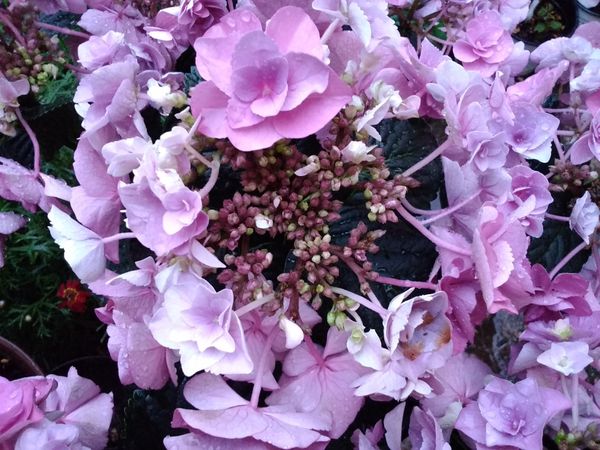 フェアリーアイ ラブ 紫陽花 のアルバム みんなの趣味の園芸 Id