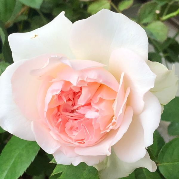 クロッシェ 絶好調です 庭に出ると 年 我が家の薔薇 のアルバム みんなの趣味の園芸 Id