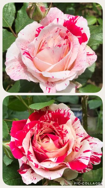 センチメンタル 一つ一つ絞りの出方が違 年 我が家の薔薇 のアルバム みんなの趣味の園芸