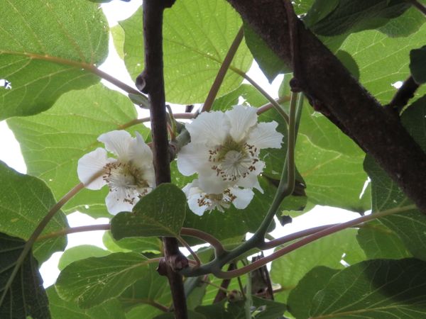 意外ときれいなキウイの花 果実も花も楽しめる果樹栽培 のアルバム みんなの趣味の園芸 Id