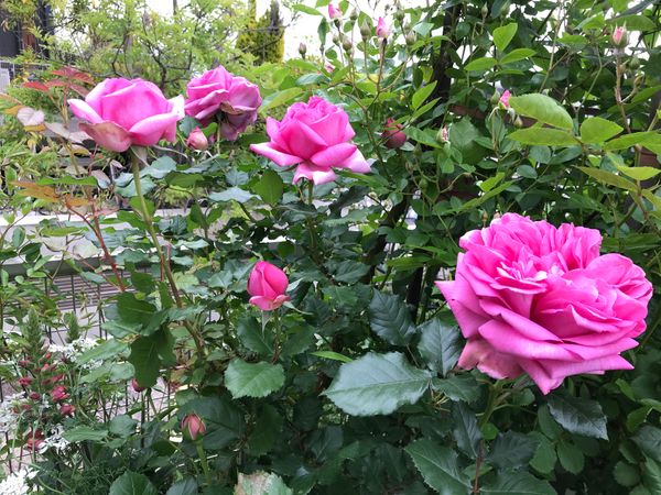 5 9 ローズポンパドール 大きなお花が バラの記録 のアルバム みんなの趣味の園芸 Id