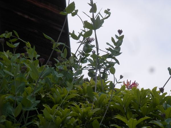 ５月８日 金木犀の樹上に伸びた蔓の先 庭の植物たち ２０２０年２月 のアルバム みんなの趣味の園芸 Id