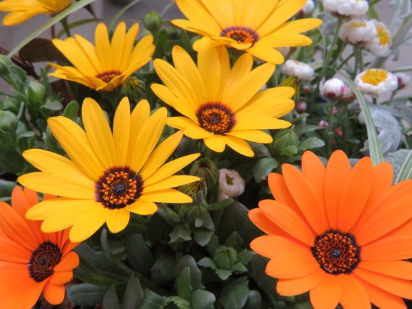 デモール フォセカ 花言葉は 元気 年 ギャザリング のアルバム みんなの趣味の園芸 Id