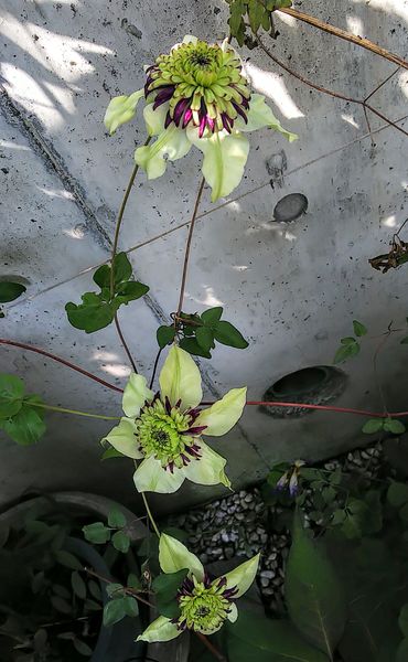 クレマチス ビエネッタ てんこの庭のクレマチス のアルバム みんなの趣味の園芸