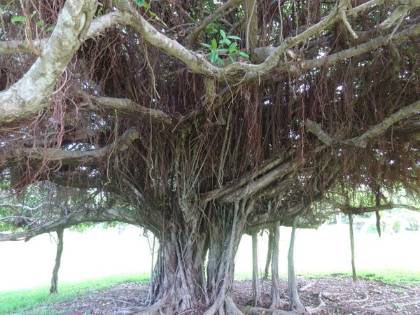 ガジュマルの木 無数の気根が垂れ下が 宮古島ツアー のアルバム みんなの趣味の園芸 Id