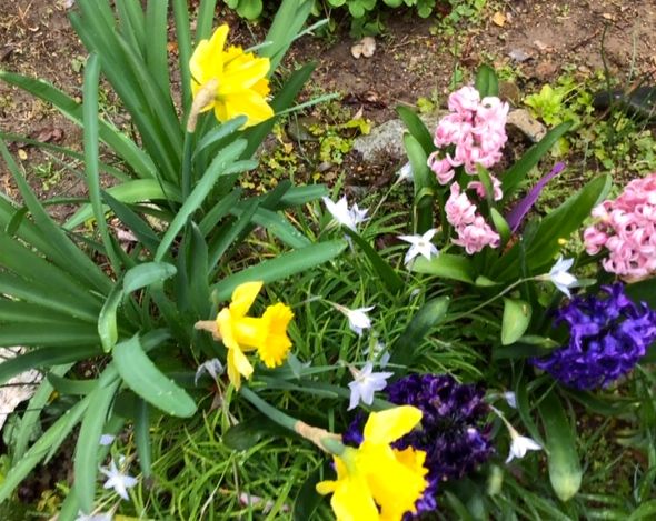 黄水仙とヒヤシンス 春の使者 年春の庭 のアルバム みんなの趣味の園芸