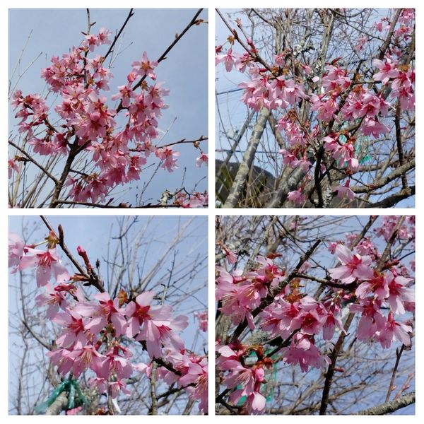 おかめ桜 桜からパワーを貰いま 裏通りの農園で出会った梅 桜 果樹たち のアルバム みんなの趣味の園芸 Id