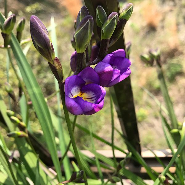 フリージア 今のところ黄色と紫の二色 年4月の我が家 のアルバム みんなの趣味の園芸 Id