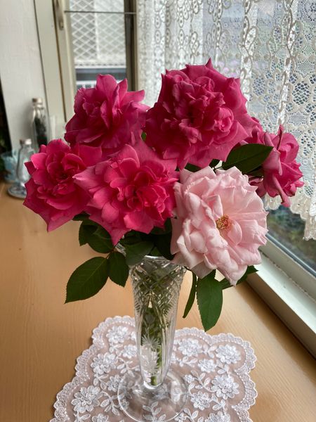つるバラ パレードとラ フランスを生 ２０２０年 My Rose Garden のアルバム みんなの趣味の園芸 Id