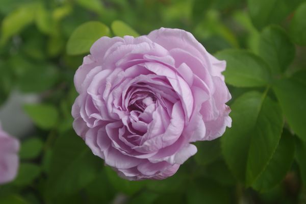 ル・シェル・ブルー 9月に早めの秋バラ「2020年 My Rose Garden」のアルバム - みんなの趣味の園芸 id:1225373