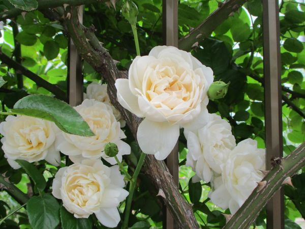 ホワイトガーデンに咲くサマーメモリー 道路わきの花壇２０２０春 のアルバム みんなの趣味の園芸 Id